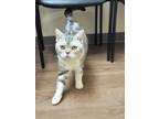 Adopt Lil Tiger a Gray or Blue (Mostly) American Shorthair (short coat) cat in