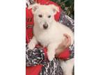 Adopt Milo a Brown/Chocolate - with White Dachshund / Irish Terrier / Mixed dog