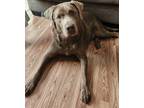 Adopt Smokey a Gray/Blue/Silver/Salt & Pepper Labrador Retriever / Mixed dog in