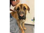 Adopt 55899510 a Brown/Chocolate Anatolian Shepherd / Mixed Breed (Medium) /