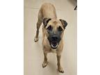 Adopt Jean a Tan/Yellow/Fawn Shar Pei / Shepherd (Unknown Type) / Mixed (short