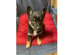 Adopt Corky a Tricolor (Tan/Brown & Black & White) Schipperke / American Eskimo