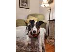 Adopt Max a Tricolor (Tan/Brown & Black & White) Bull Terrier / Rat Terrier /
