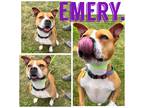 Adopt Emery a American Staffordshire Terrier / Mixed dog in Pierceton