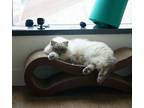 Adopt Olivia a White (Mostly) Ragdoll (medium coat) cat in San Francisco