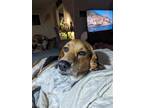 Adopt Lacey a Beagle / Mixed dog in Mcclellanville, SC (40599395)
