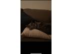 Adopt Coco and Pebbles (sisters) a Gray or Blue Russian Blue / Mixed (medium