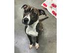 Adopt Gia a Pit Bull Terrier / Mixed dog in Versailles, KY (41370107)