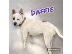 Adopt DAFFIE a Australian Cattle Dog / American Pit Bull Terrier / Mixed dog in