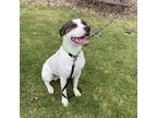 Adopt Beauregard a Pit Bull Terrier dog in Cortland, NY (41248330)