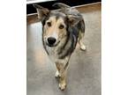 Adopt Appt. Pending - Douglas a Siberian Husky / Collie / Mixed dog in
