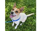 Adopt Pete a Jack Russell Terrier / Mixed dog in Versailles, KY (41293539)