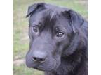 Adopt Holt a Black Shar Pei / Labrador Retriever / Mixed dog in Huntley
