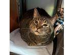 Adopt Qrow a Brown Tabby Domestic Shorthair / Mixed Breed (Medium) / Mixed