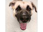 Adopt Bear a Tan/Yellow/Fawn Anatolian Shepherd / Great Pyrenees / Mixed (short