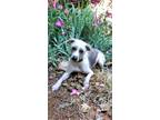 Adopt Greta a White - with Brown or Chocolate Xoloitzcuintle/Mexican Hairless /