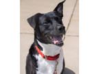 Adopt Penguin a Black Labrador Retriever / Mixed Breed (Medium) / Mixed (short