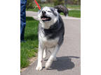 Adopt Grandpa a Merle Husky / Mixed Breed (Medium) / Mixed (short coat) dog in