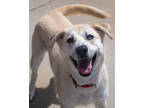 Adopt Gracie a White Great Pyrenees / Husky / Mixed (short coat) dog in Pequot