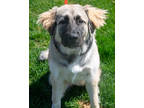Adopt Dolly a Tan/Yellow/Fawn Great Pyrenees / Mixed Breed (Medium) / Mixed