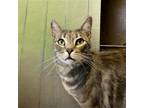 Adopt Goofy a Gray, Blue or Silver Tabby Domestic Shorthair / Mixed (short coat)
