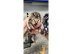 Adopt 55899168 a Brown Tabby Domestic Shorthair / Mixed Breed (Medium) / Mixed