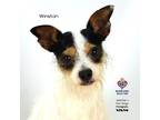 Adopt Winston a Terrier (Unknown Type, Small) / Mixed Breed (Medium) / Mixed dog