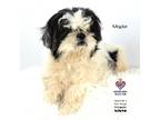 Adopt Maple a Shih Tzu / Mixed Breed (Medium) / Mixed dog in Tomball