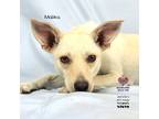 Adopt Malika a Canaan Dog / Mixed Breed (Medium) / Mixed dog in Tomball