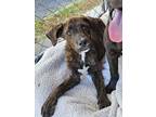 Adopt Pauly a Brindle - with White Plott Hound / Mixed Breed (Medium) / Mixed