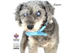 Adopt Jasper a Poodle (Standard) / Mixed dog in Tomball, TX (41305068)