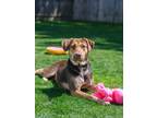 Adopt Callie a Brown/Chocolate - with Tan Australian Cattle Dog / German