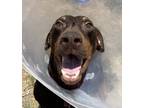 Adopt Comet a Doberman Pinscher / Mixed dog in El Cajon, CA (41435587)