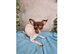 Adopt GiGi a White Rat Terrier / Mixed Breed (Medium) / Mixed (short coat) dog
