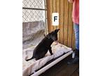 Adopt Pandora a Black - with White Plott Hound / Mixed Breed (Medium) / Mixed