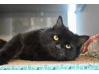 Adopt Bear a All Black Domestic Longhair / Mixed Breed (Medium) / Mixed (short