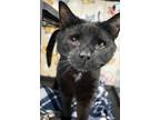 Adopt Geronimo Stilton a All Black Domestic Shorthair / Mixed Breed (Medium) /