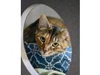 Adopt Luna a Brown Tabby Domestic Shorthair / Mixed Breed (Medium) / Mixed