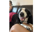 Adopt Edith a Black Border Collie / Mixed Breed (Medium) / Mixed (short coat)
