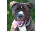 Adopt Luca a Black Mixed Breed (Small) / Mixed Breed (Medium) / Mixed (short