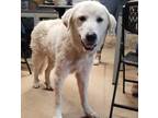 Adopt Yam a White Great Pyrenees / Mixed Breed (Medium) / Mixed (short coat) dog