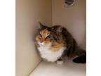 Adopt Missy a All Black Domestic Longhair / Mixed Breed (Medium) / Mixed (short