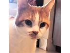 Adopt Calypso - Center a White (Mostly) British Shorthair / Mixed (short coat)