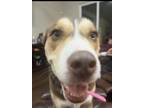 Adopt Mocha a Brown/Chocolate - with White Husky / Alaskan Malamute / Mixed dog