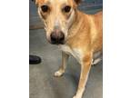 Adopt 55898970 a Tan/Yellow/Fawn Carolina Dog / Mixed Breed (Medium) / Mixed