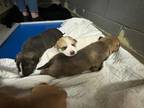 Adopt 55898998 a Brown/Chocolate Carolina Dog / Mixed Breed (Medium) / Mixed