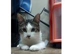 Adopt Spot a Brown Tabby Domestic Shorthair / Mixed Breed (Medium) / Mixed