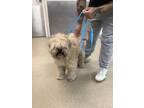 Adopt Sabastian a Brindle Lhasa Apso / Mixed Breed (Medium) / Mixed (short coat)