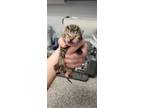 Adopt 55899183 a Brown Tabby Domestic Shorthair / Mixed Breed (Medium) / Mixed