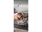 Adopt 55899176 a Brown Tabby Domestic Shorthair / Mixed Breed (Medium) / Mixed